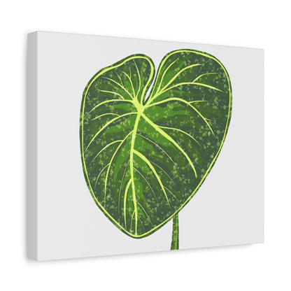 Philodendron Gloriosum Canvas Print – Botanical Wall Art