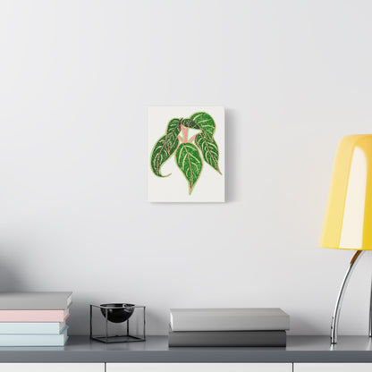 Aglaonema Sparkling Sarah Canvas Print – Botanical Wall Art