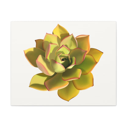 Noble Aeonium Succulent Canvas Print – Botanical Wall Art