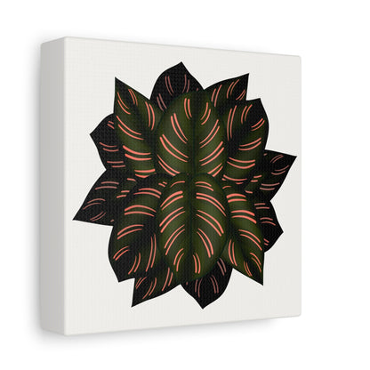 Calathea Pinstripe Canvas Print – Botanical Wall Art