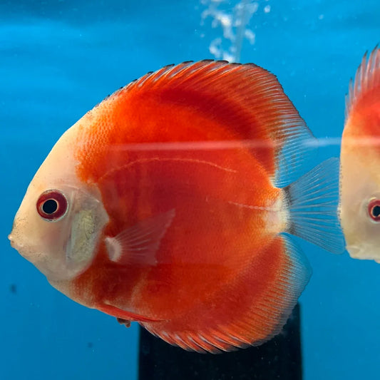 Red Melon Discus (Red Marlboro)