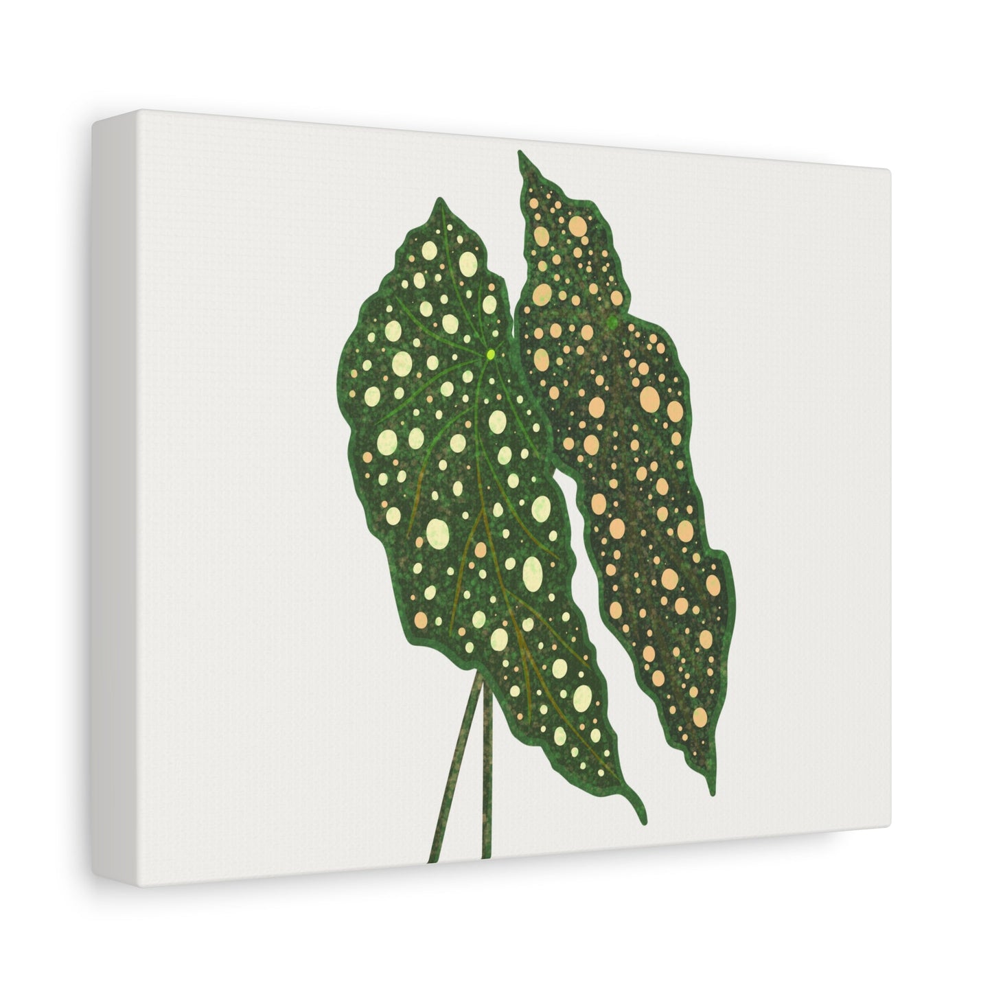 Begonia Maculata Canvas Print – Botanical Wall Art