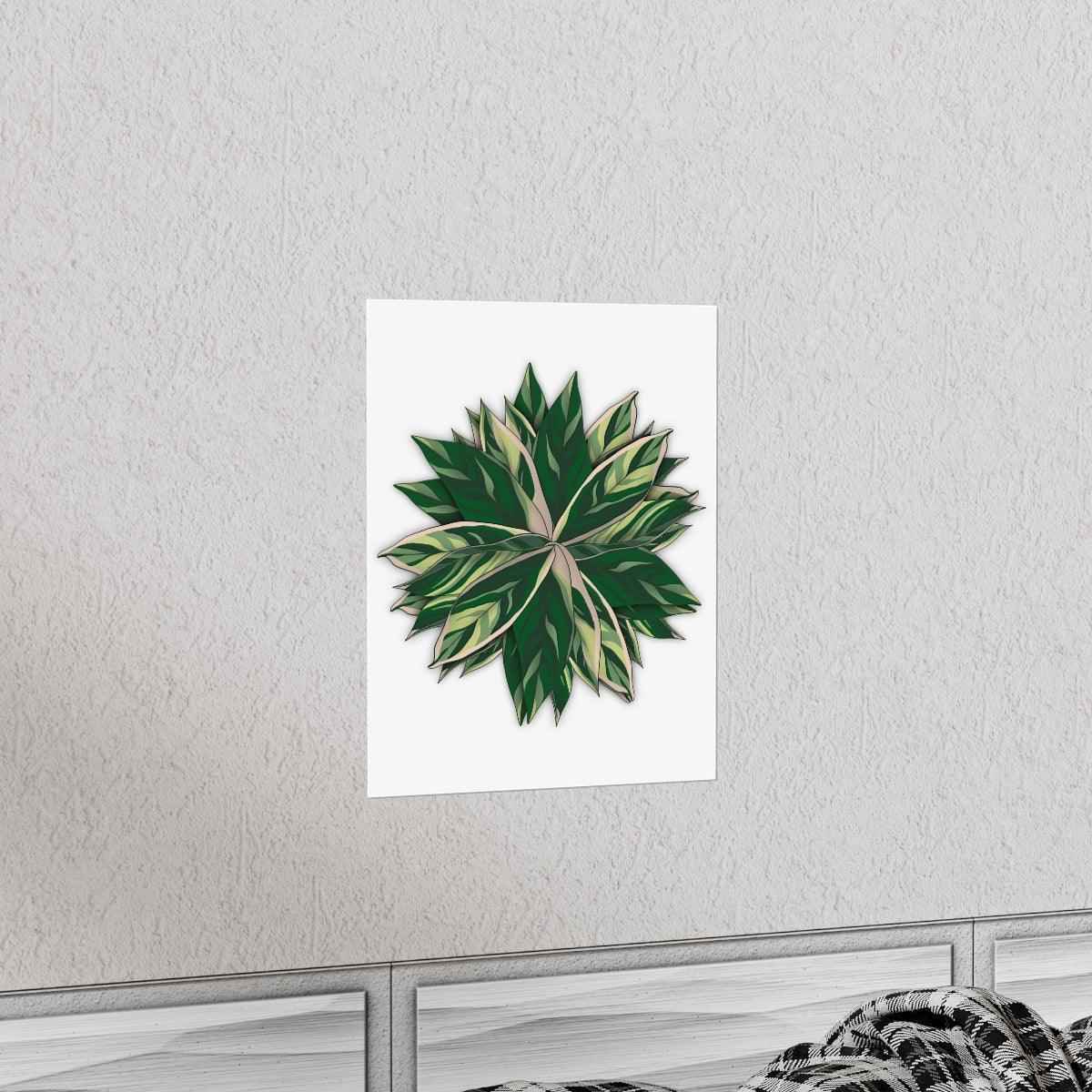 Stromanthe Triostar Botanical Print – Unframed Wall Art