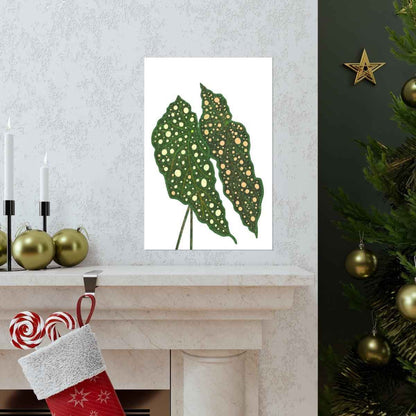 Begonia Maculata Botanical Print – Unframed Wall Art