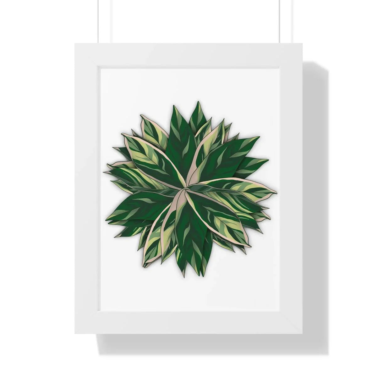 Stromanthe Triostar Framed Print – Botanical Wall Art