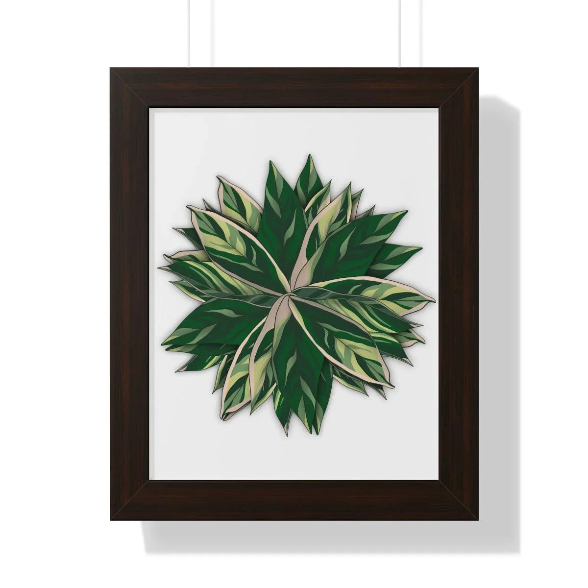 Stromanthe Triostar Framed Print – Botanical Wall Art