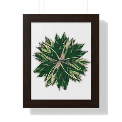 Stromanthe Triostar Framed Print – Botanical Wall Art