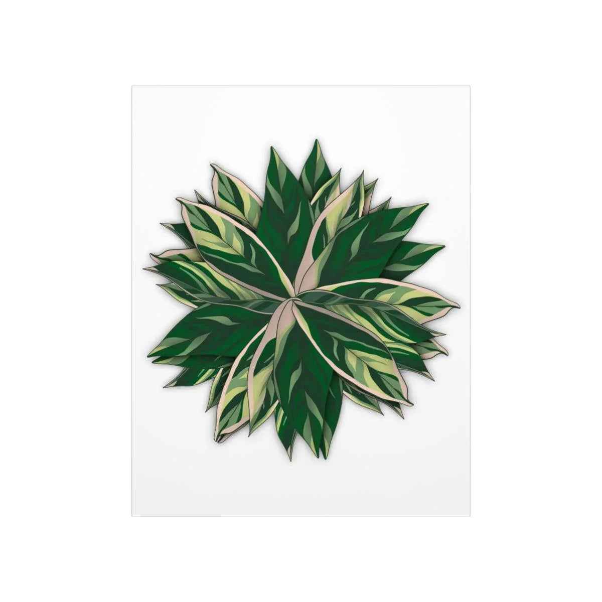 Stromanthe Triostar Botanical Print – Unframed Wall Art