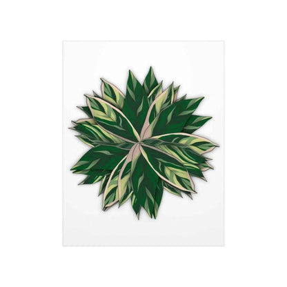 Stromanthe Triostar Botanical Print – Unframed Wall Art