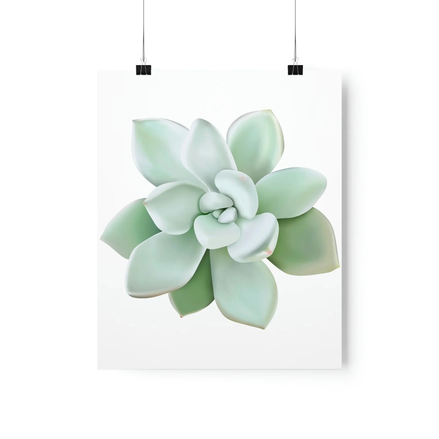 Pachyveria Haagei Succulent Botanical Print – Unframed Wall Art