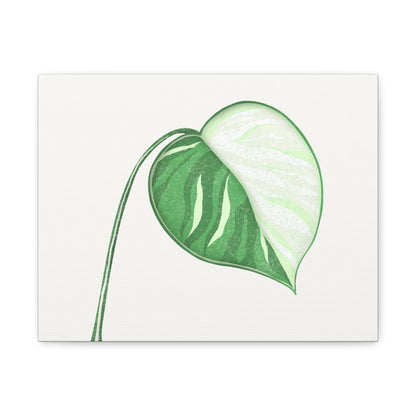 Monstera Albo Canvas Print – Botanical Wall Art