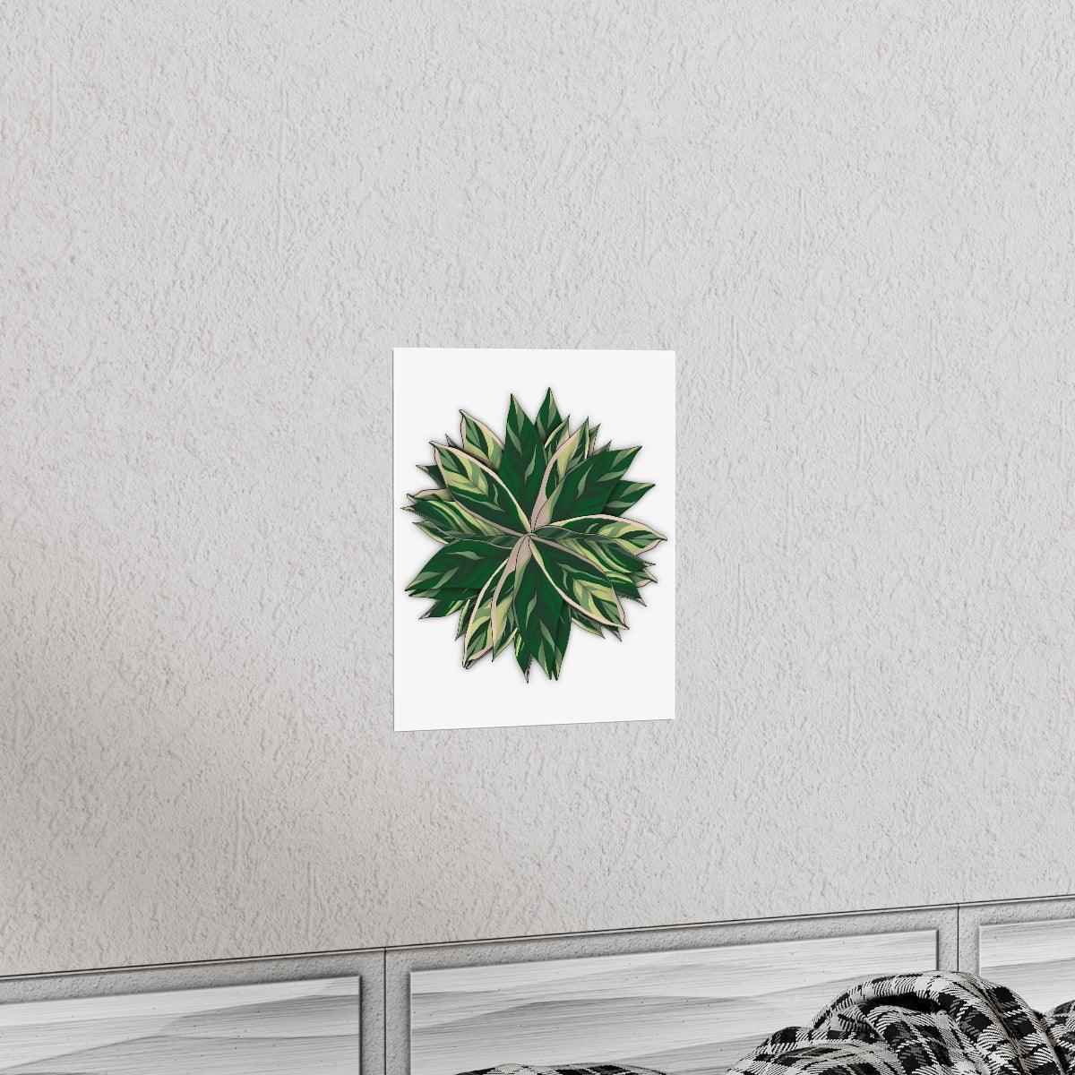 Stromanthe Triostar Botanical Print – Unframed Wall Art