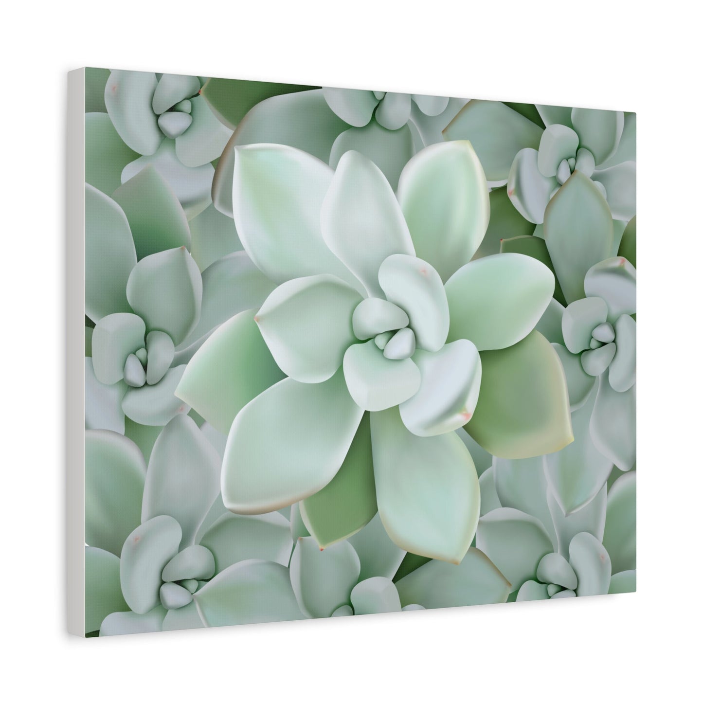 Pachyveria Haagei Succulent Pattern Canvas Print – Botanical Wall Art