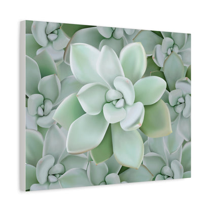 Pachyveria Haagei Succulent Pattern Canvas Print – Botanical Wall Art