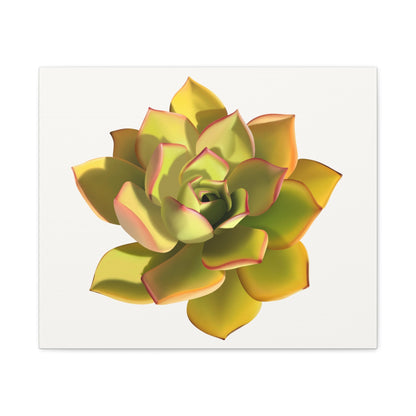 Noble Aeonium Succulent Canvas Print – Botanical Wall Art