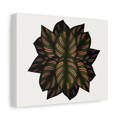 Calathea Pinstripe Canvas Print – Botanical Wall Art