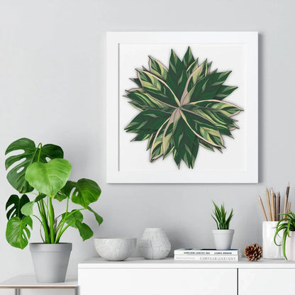 Stromanthe Triostar Framed Print – Botanical Wall Art