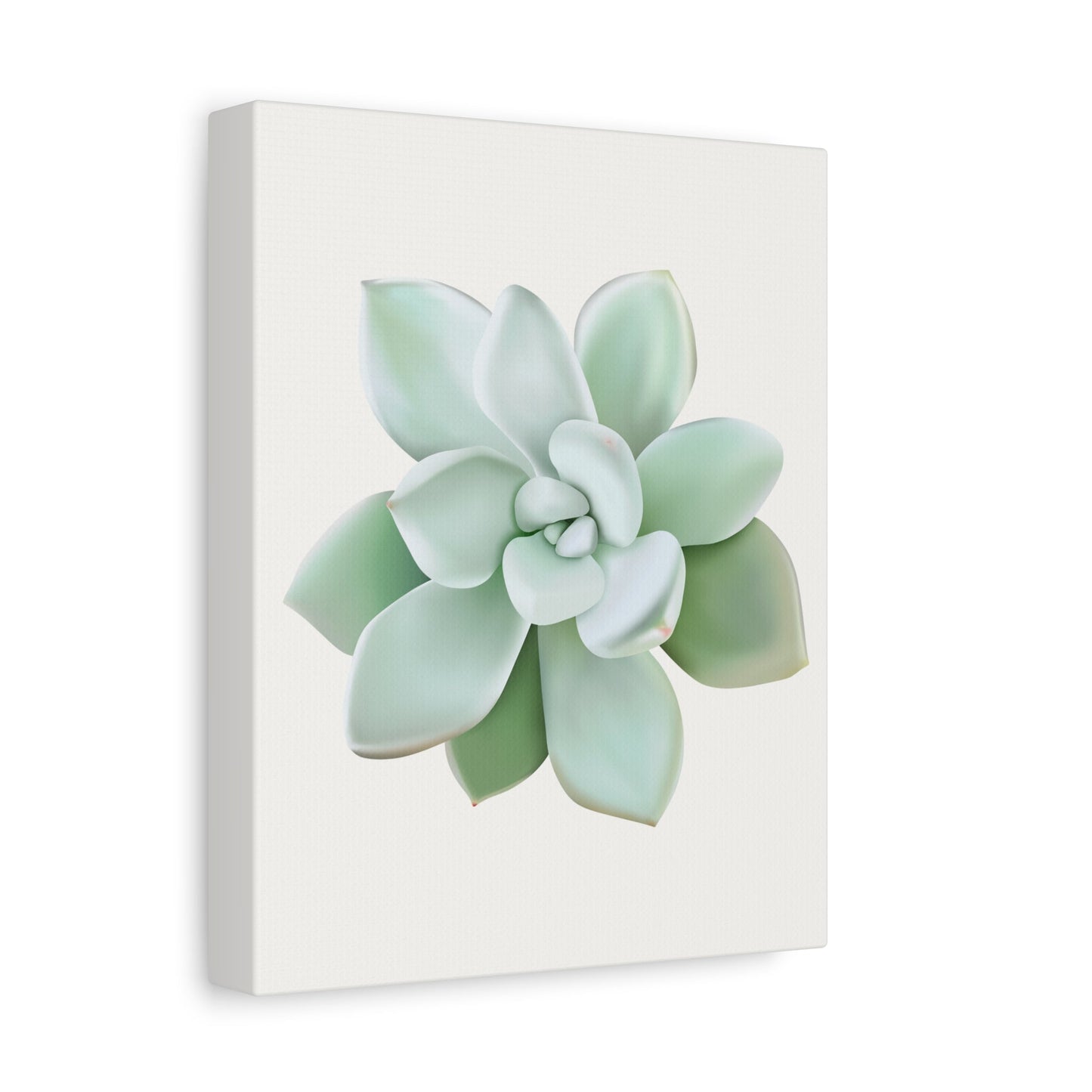 Pachyveria Haagei Succulent Canvas Print – Botanical Wall Art