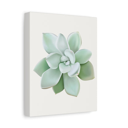 Pachyveria Haagei Succulent Canvas Print – Botanical Wall Art