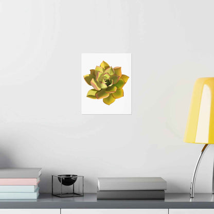 Noble Aeonium Succulent Botanical Print – Unframed Wall Art