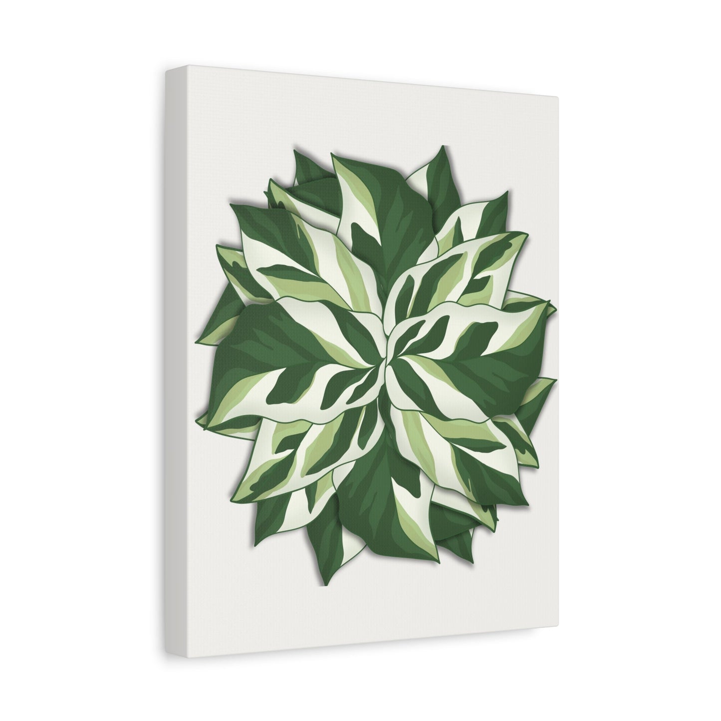 Calathea White Fusion Canvas Print – Botanical Wall Art