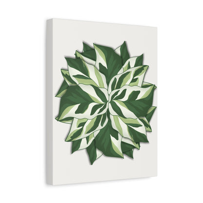 Calathea White Fusion Canvas Print – Botanical Wall Art
