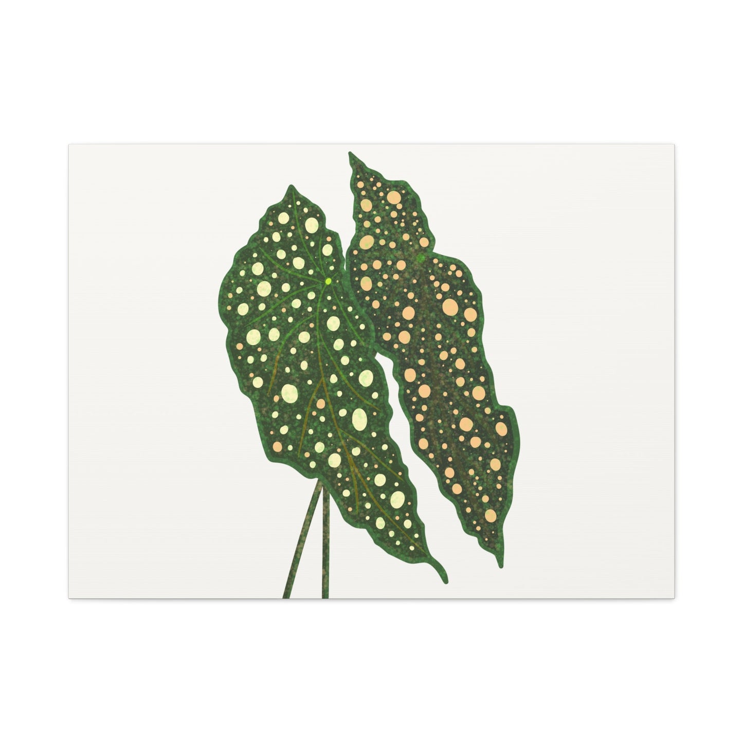 Begonia Maculata Canvas Print – Botanical Wall Art