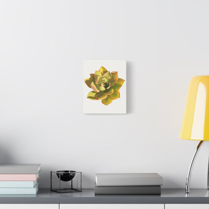 Noble Aeonium Succulent Canvas Print – Botanical Wall Art