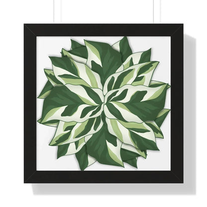 Calathea White Fusion Framed Print – Botanical Wall Art