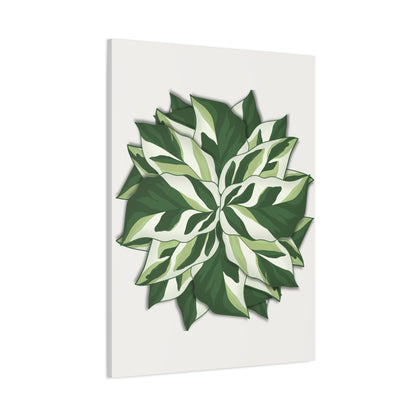 Calathea White Fusion Canvas Print – Botanical Wall Art
