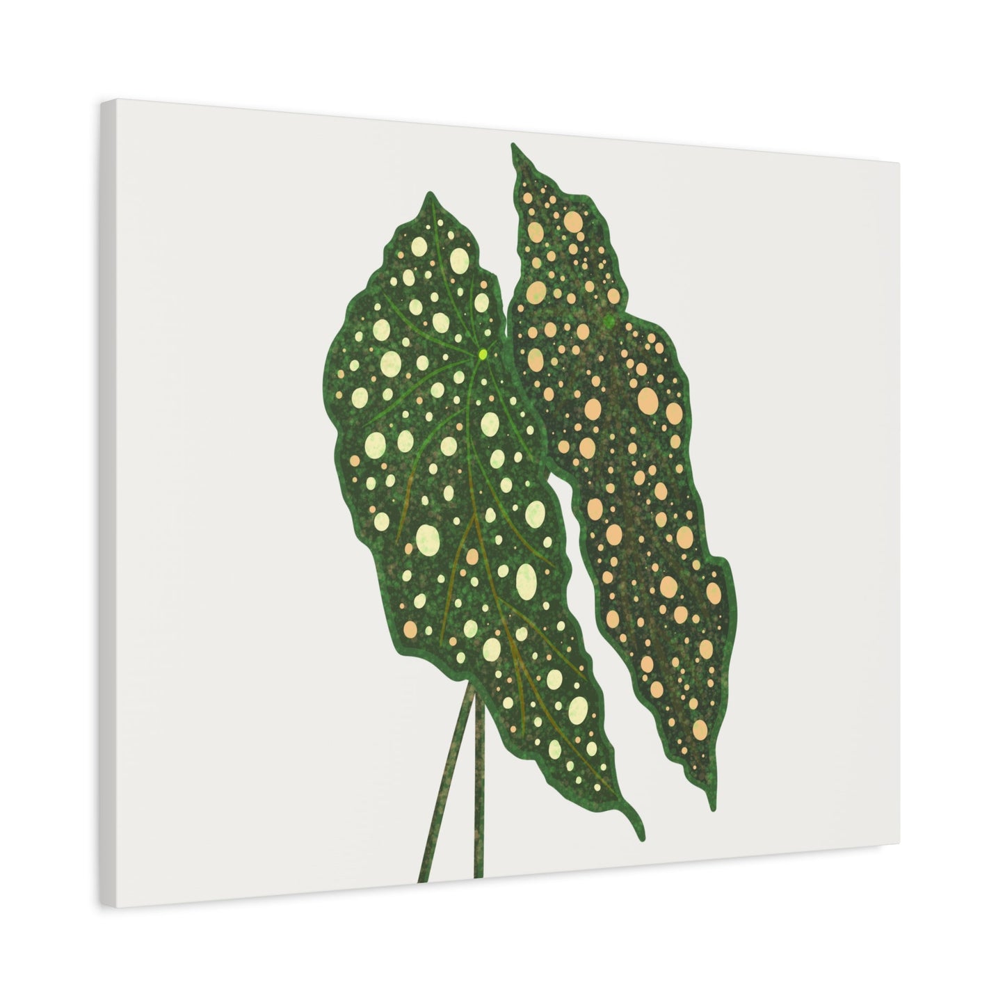 Begonia Maculata Canvas Print – Botanical Wall Art
