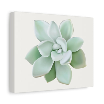 Pachyveria Haagei Succulent Canvas Print – Botanical Wall Art