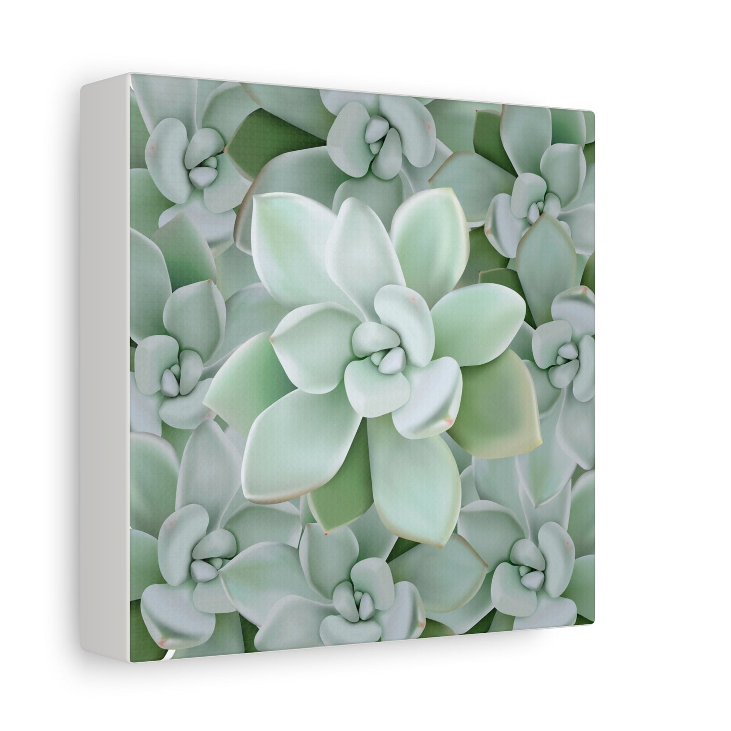 Pachyveria Haagei Succulent Pattern Canvas Print – Botanical Wall Art