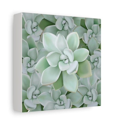 Pachyveria Haagei Succulent Pattern Canvas Print – Botanical Wall Art