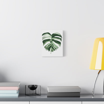 Melting Monstera Albo Canvas Print – Botanical Wall Art