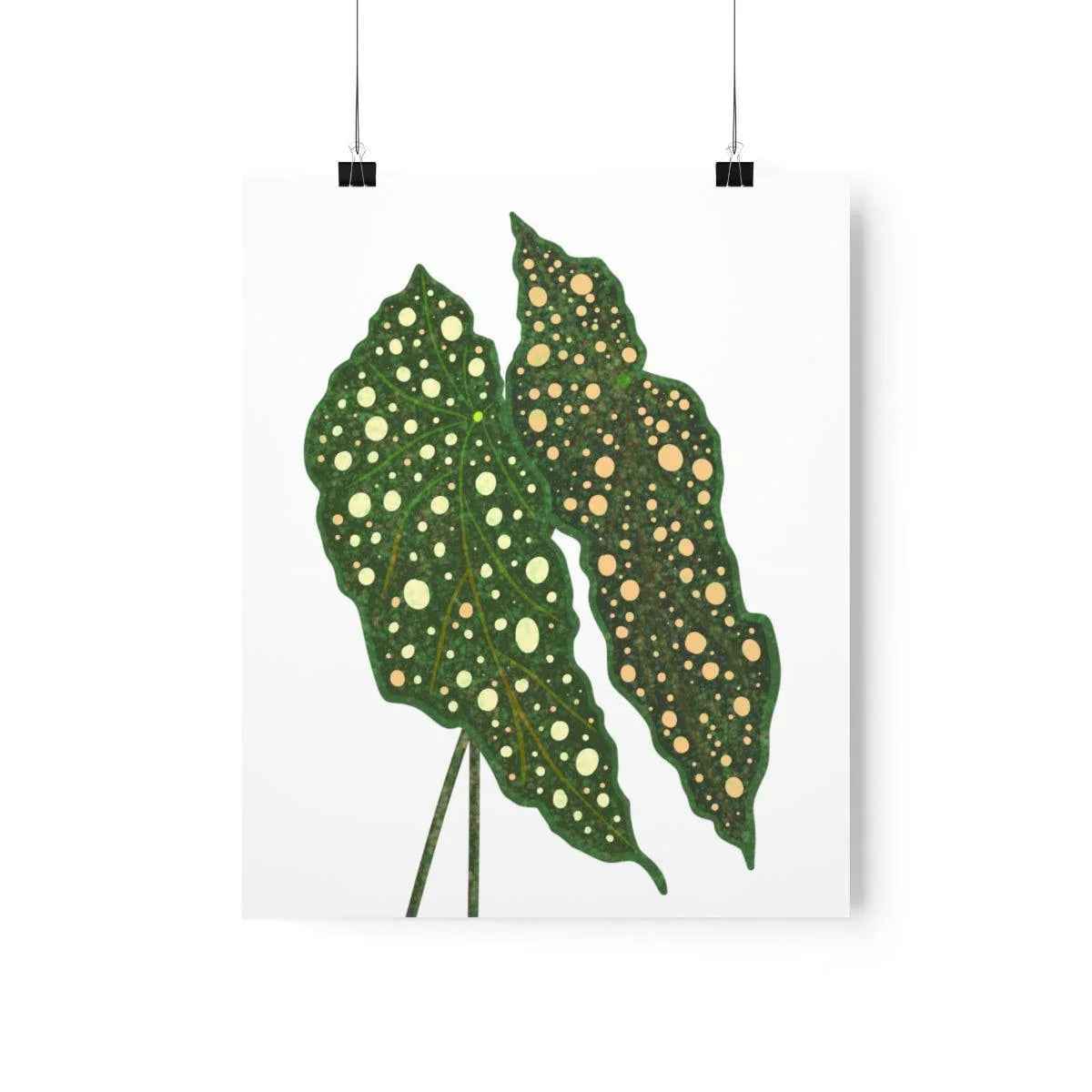 Begonia Maculata Botanical Print – Unframed Wall Art