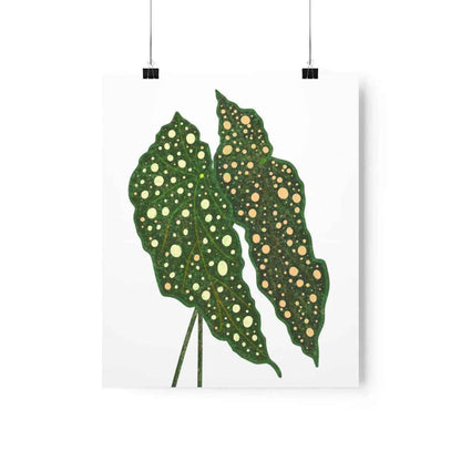 Begonia Maculata Botanical Print – Unframed Wall Art