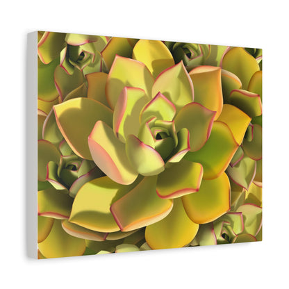 Noble Aeonium Succulent Pattern Canvas Print – Botanical Wall Art