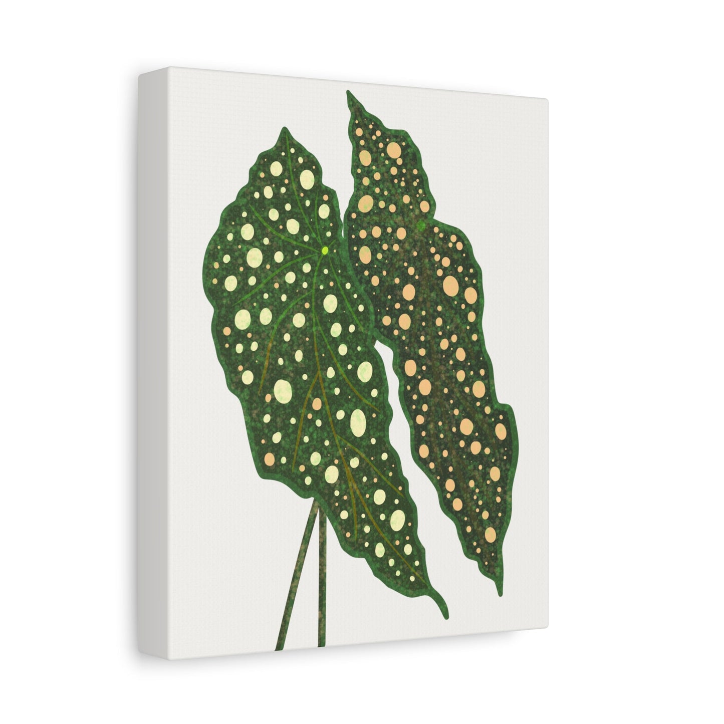Begonia Maculata Canvas Print – Botanical Wall Art