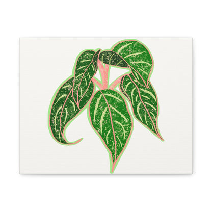 Aglaonema Sparkling Sarah Canvas Print – Botanical Wall Art