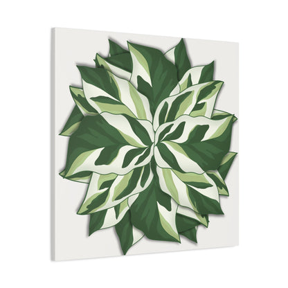 Calathea White Fusion Canvas Print – Botanical Wall Art