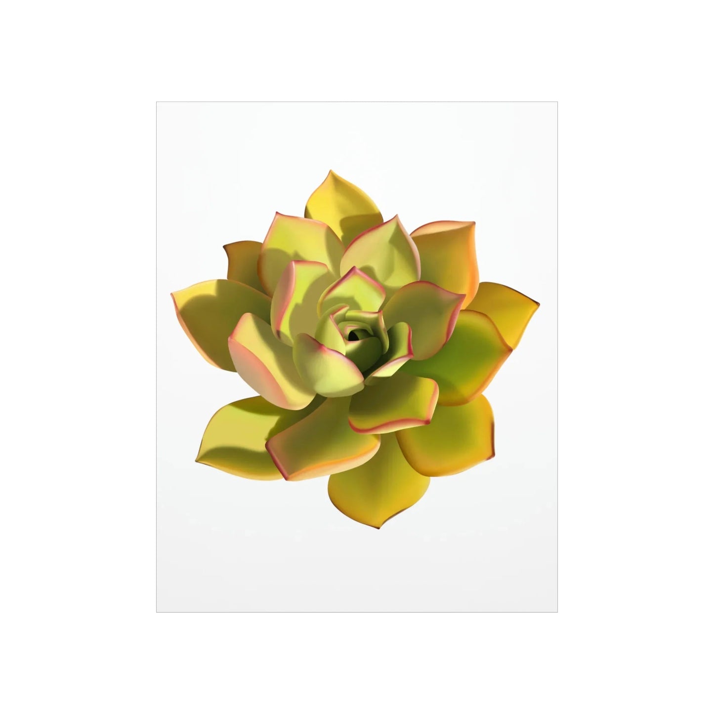 Noble Aeonium Succulent Botanical Print – Unframed Wall Art