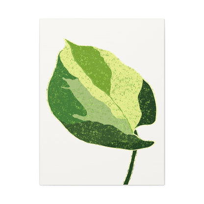 Manjula Pothos Illustrated Canvas Print – Botanical Wall Art