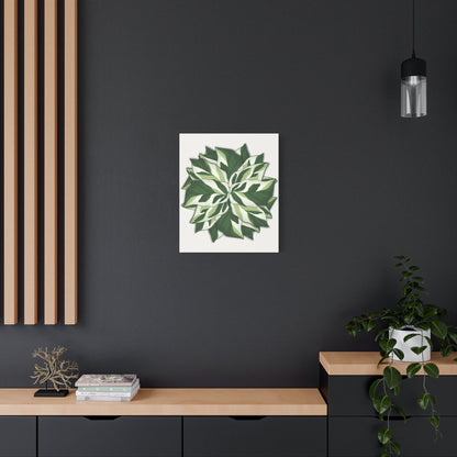 Calathea White Fusion Canvas Print – Botanical Wall Art