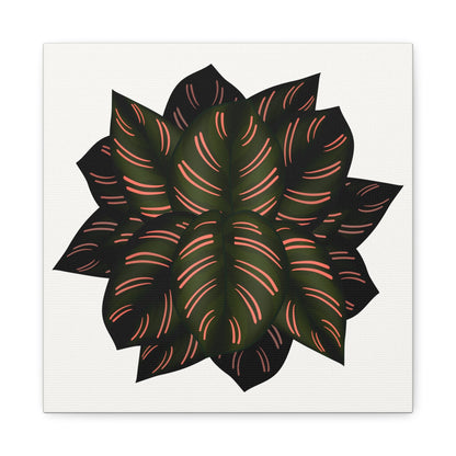 Calathea Pinstripe Canvas Print – Botanical Wall Art