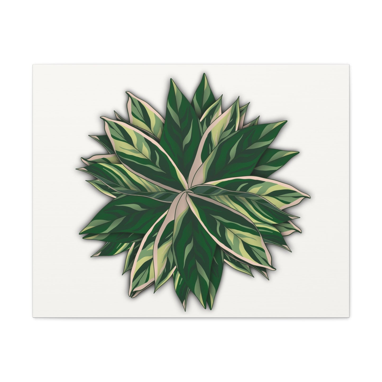 Stromanthe Triostar Canvas Print – Botanical Wall Art