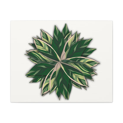 Stromanthe Triostar Canvas Print – Botanical Wall Art