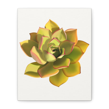 Noble Aeonium Succulent Canvas Print – Botanical Wall Art