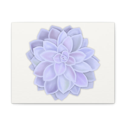 Graptopetalum Murasaki Succulent Canvas Print – Botanical Wall Art