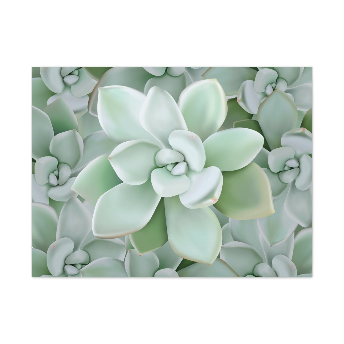 Pachyveria Haagei Succulent Pattern Canvas Print – Botanical Wall Art